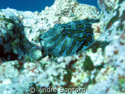 Gordon Rocks in Galapagos Islands.
Canon G7 with Canon H... by Andre Santoro 